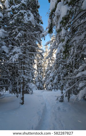 winter forest

