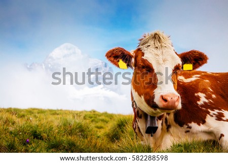 Cows relax on alpine hills in sun beams. Picturesque and gorgeous day scene. Location place Berner Oberland, Grindelwald, Switzerland. Artistic picture. Discover the world of beauty.