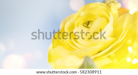 Buttercup flower. Spring background. Present for Mothers Day 