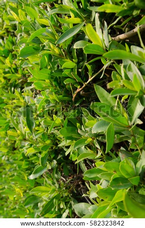 Thick green leaves of bushes, background Royalty-Free Stock Photo #582323842