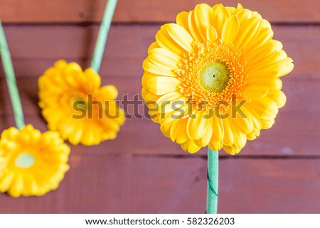 Yellow chamomile on wood background