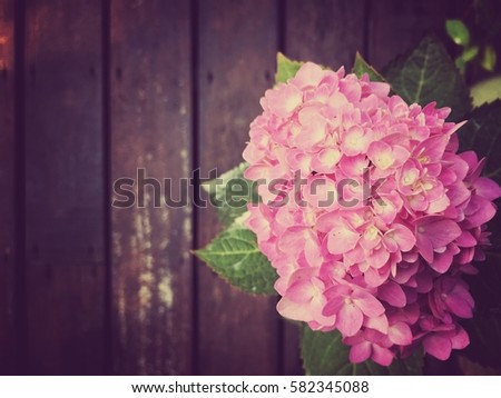 Pink Hydrangeas (Hydrangea macrophylla) in a garden on old wooden background. vintage tone, copyspace