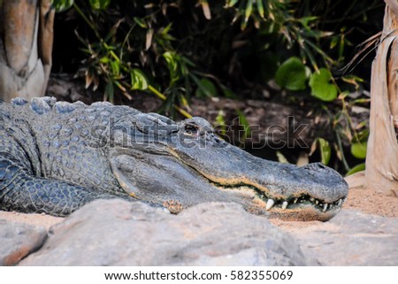 Photo Picture of Big Brown and Yellow Amphibian Prehistoric Crocodile