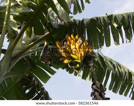 Bunch of banana growing on banana tree