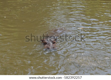 Hippo at the zoo in Thailand