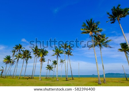 Coconut tree and beautiful nature at sunny day with cloudy blue sky background near the beach