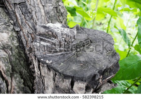 Felled tree trunk in the garden