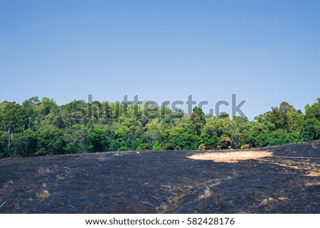 Burned forest after fire