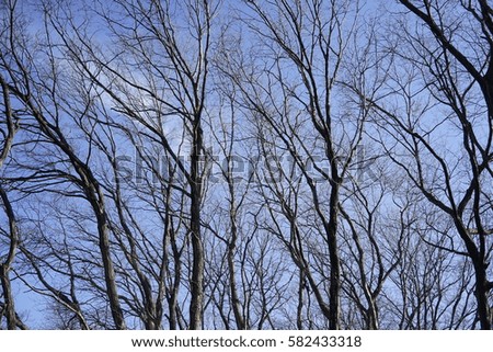Tree branches without leaves on winter with blue sky and cloud.