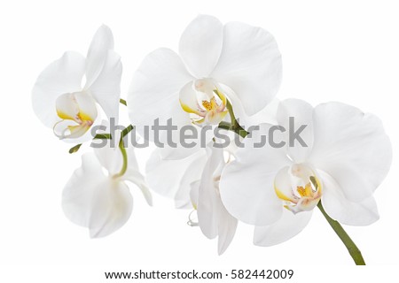 The branch of orchids on a white background Royalty-Free Stock Photo #582442009