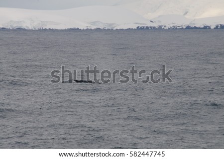 Diving Humpback whale near Cuverville Island, Antarctica.