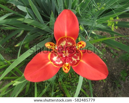 Exotic flower tiger red tulip