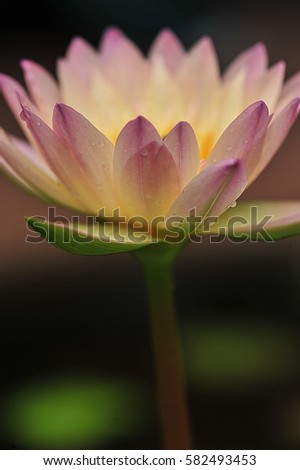 Lotus background blur choice for these phones as wallpaper.