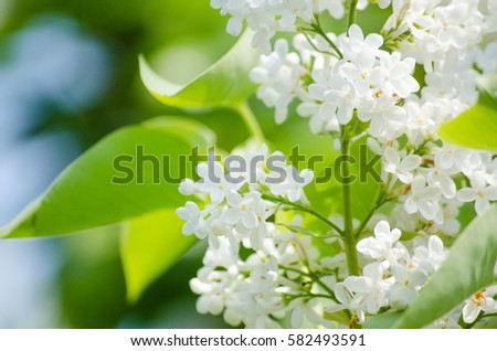 Blooming lilacs in the sun on a background of sky and green leaves.