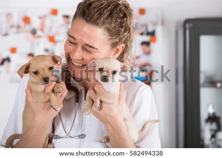 Veterinarian with a chihuahua puppy doing an auscultation