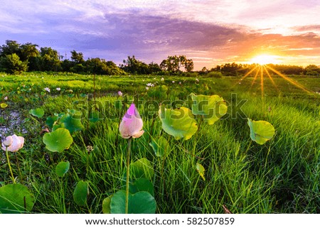 Lotus flower field during sunset time, Thailand