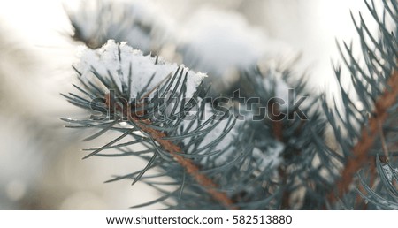 fir branches covered with snow in the morning with snow and warm sunlight, 4k closeup photo