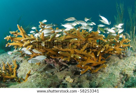Juvenile Grunts taking shelter in around stands of Staghorn Coral an endangered species.  Picture taken in Broward County, Florida.