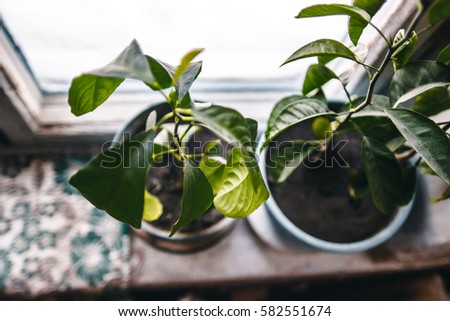 top view of sprouts in pots, fruit tree seedlings Royalty-Free Stock Photo #582551674