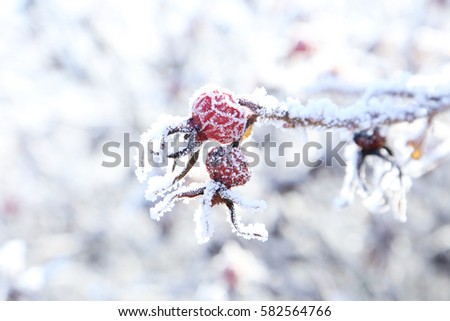 Frozen red berries on the tree branch