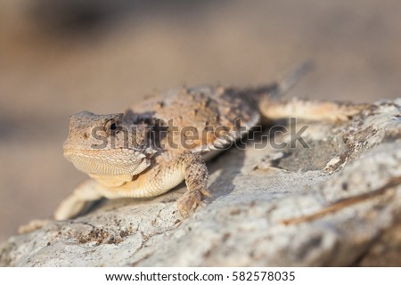 The greater short-horned lizard (Phrynosoma hernandesi), also commonly known as the mountain short-horned lizard, is a species of lizard endemic to western North America; a macro portrait Royalty-Free Stock Photo #582578035