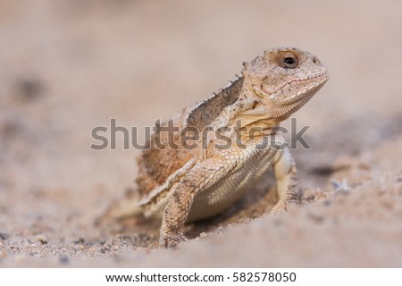 The greater short-horned lizard (Phrynosoma hernandesi), also commonly known as the mountain short-horned lizard, is a species of lizard endemic to western North America; a macro portrait Royalty-Free Stock Photo #582578050