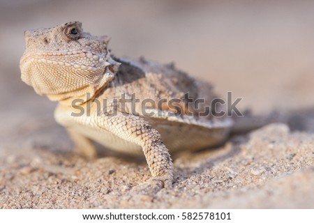 The greater short-horned lizard (Phrynosoma hernandesi), also commonly known as the mountain short-horned lizard, is a species of lizard endemic to western North America; a macro portrait Royalty-Free Stock Photo #582578101