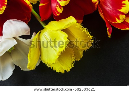 Beautiful, colorful, different colors of tulips on a dark background. Flowers closeup
