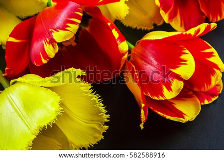 Tulips, red and yellow on the surface of the table. Flowers closeup. The view from the top