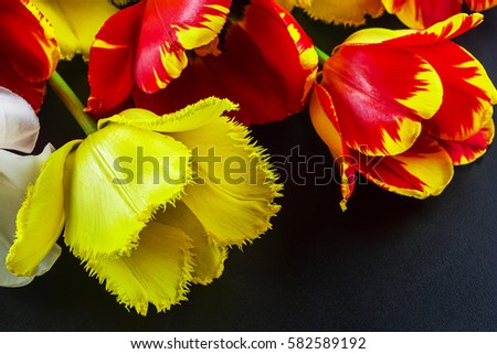 Tulips, bright red and yellow on the surface of the table. Flowers closeup. The view from the top