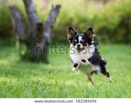 Chihuahua dog running on the green grass