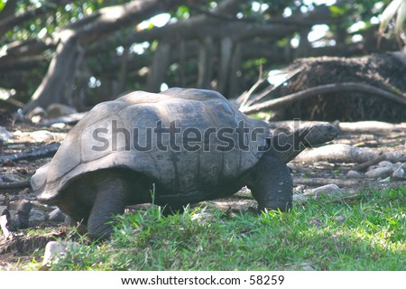 The Aldabra giant tortoise (sp. Dipsochelys dussumieri) seen on Fregate Island, in the Seychelles, where it has been reintroduced and is breeding in the wild. Royalty-Free Stock Photo #58259
