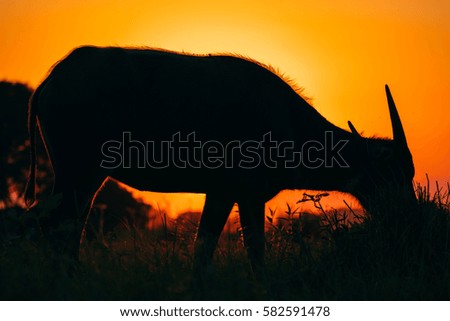 Buffalo silhouette against sunrise or sunset
