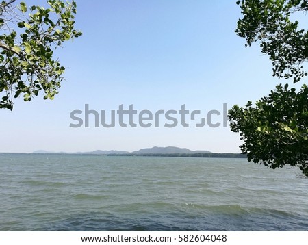 mangrove and sea