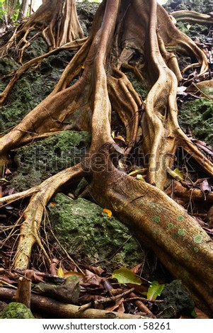 Roots of forest trees on Frigate island, the Seychelles Royalty-Free Stock Photo #58261