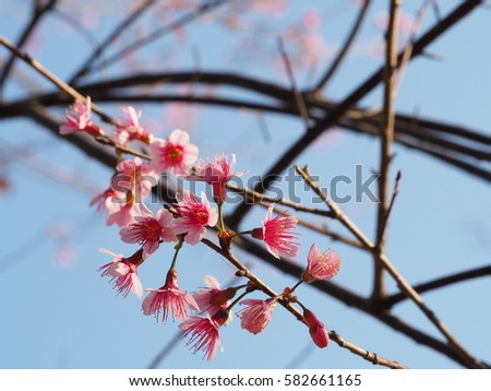 Blooming Wild Himalayan Cherry in Petchaboon Province, Thailand