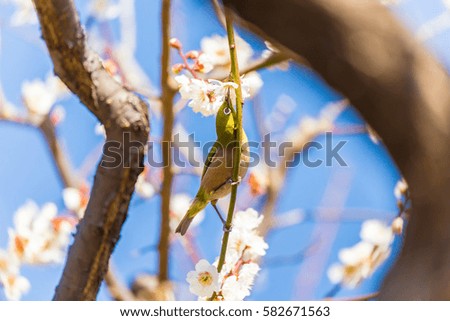 The Japanese White eye.The background is white plum blossoms. Located in Tokyo Prefecture Japan.