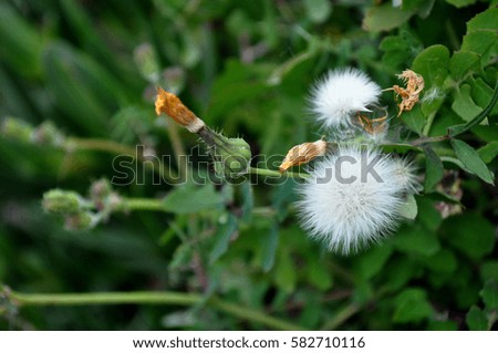 flower and dandelion seed