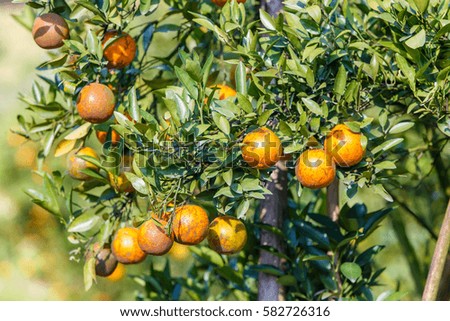 Orange tree - Orange Farm in fang district at Chiang Mai Province, Thailand