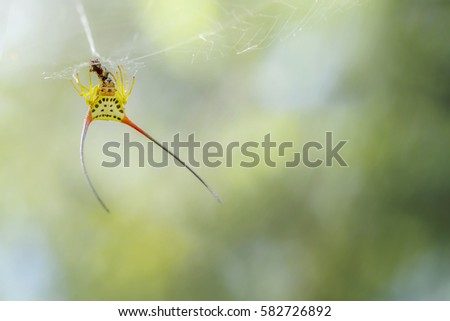 Spider in nature,Macracantha arcuata - Curved Spiny Spider