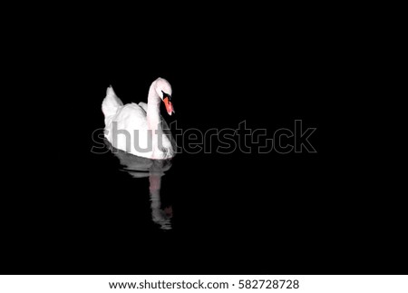 White Swan (Cygnus atratus) in the lake with dark background