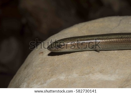  Italian three-toed skink or just the three-toed skink on a rock ,Chalcides chalcides