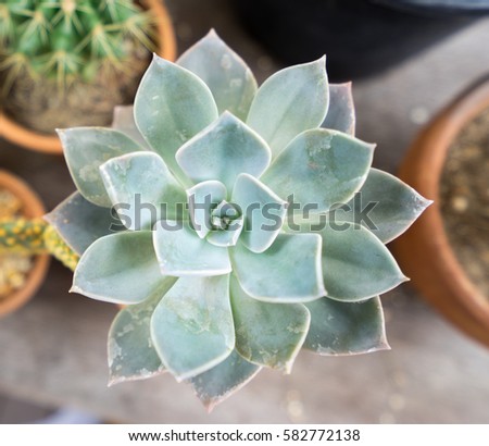flower shape of green cactus in top view