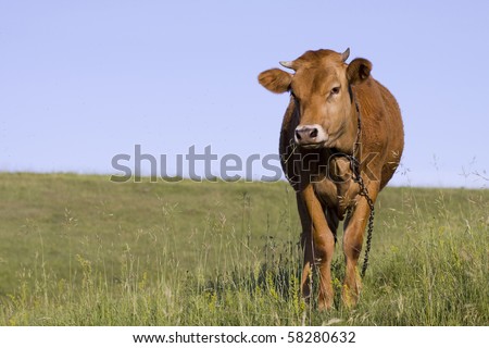 Brown cow on green pasture, looking at us