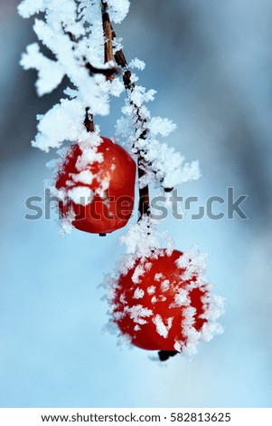 Berries of viburburnum cover with hoar-frost.Macro.Selective focus