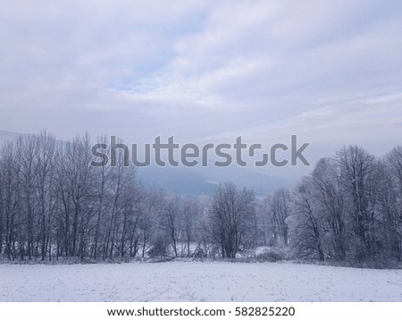 Snow meadow with snowy trees in landscape