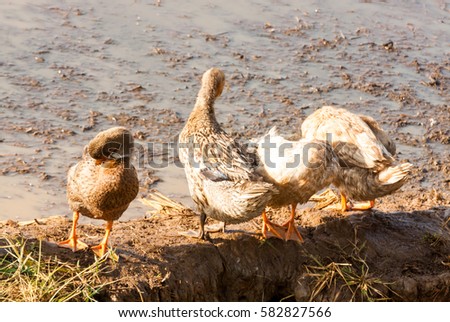 Ducks refreshing after feeding and bath in mud water in Kerala, India