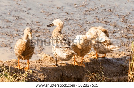 Ducks refreshing after feeding and bath in mud water in Kerala, India