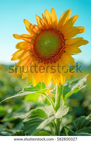 Vintage photo of sunflower in the field at sunset. Sunflower and beautiful blue sky with the vintage retro picture style.