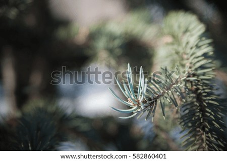 Tree branches macro. Needles Christmas tree as background for your text.